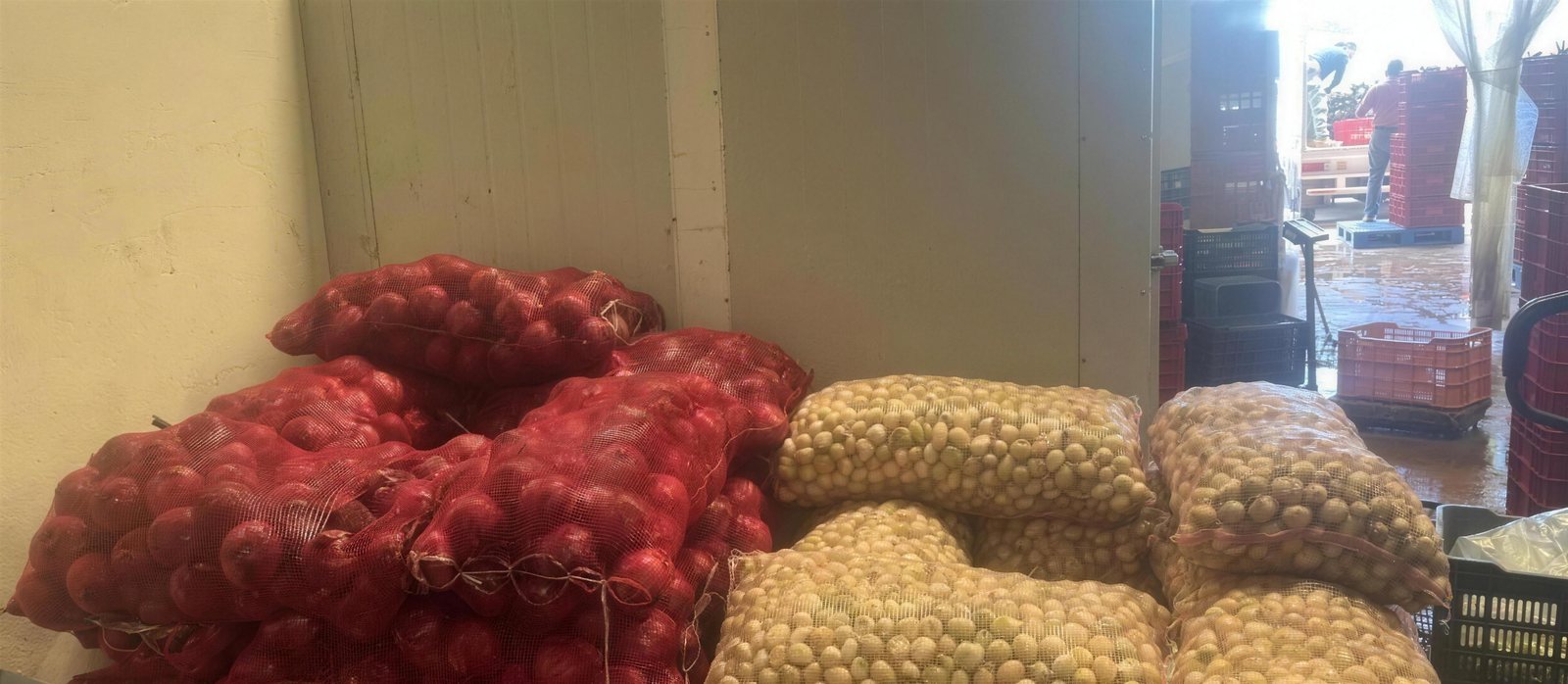 Área de carga de la bodega de AGL Produce con costales de cebolla y ajo listos para reparto