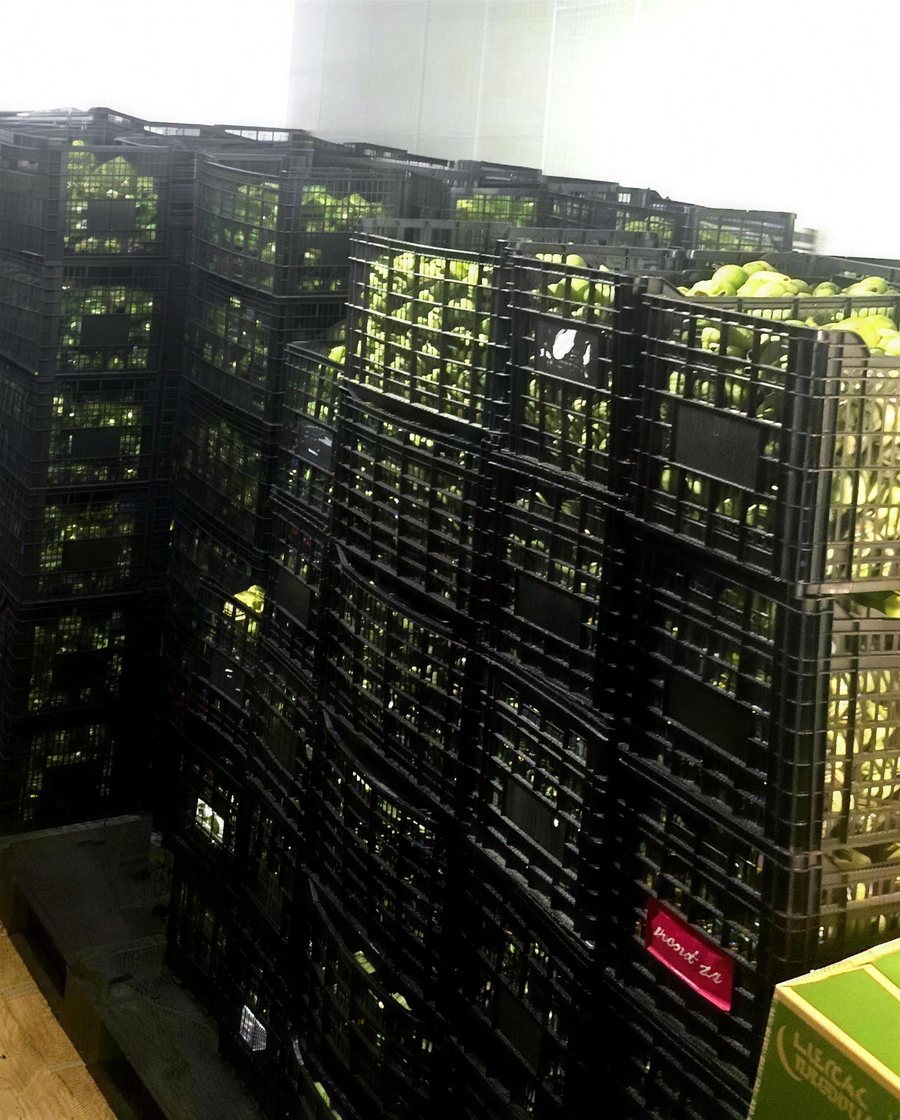 Cámara fría de AGL Produce con cajas de chile verde recién almacenadas