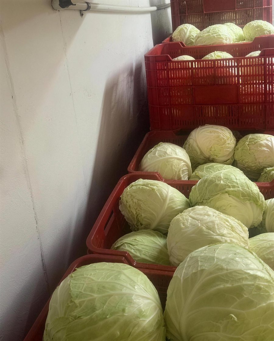 Cajas de col blanca fresca en la bodega de AGL Produce