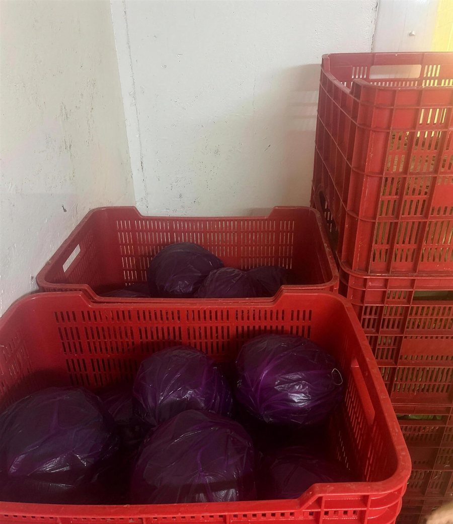Cajas de col morada fresca en la bodega de AGL Produce